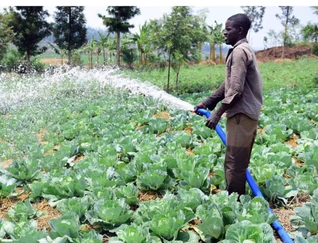 man watering cabages