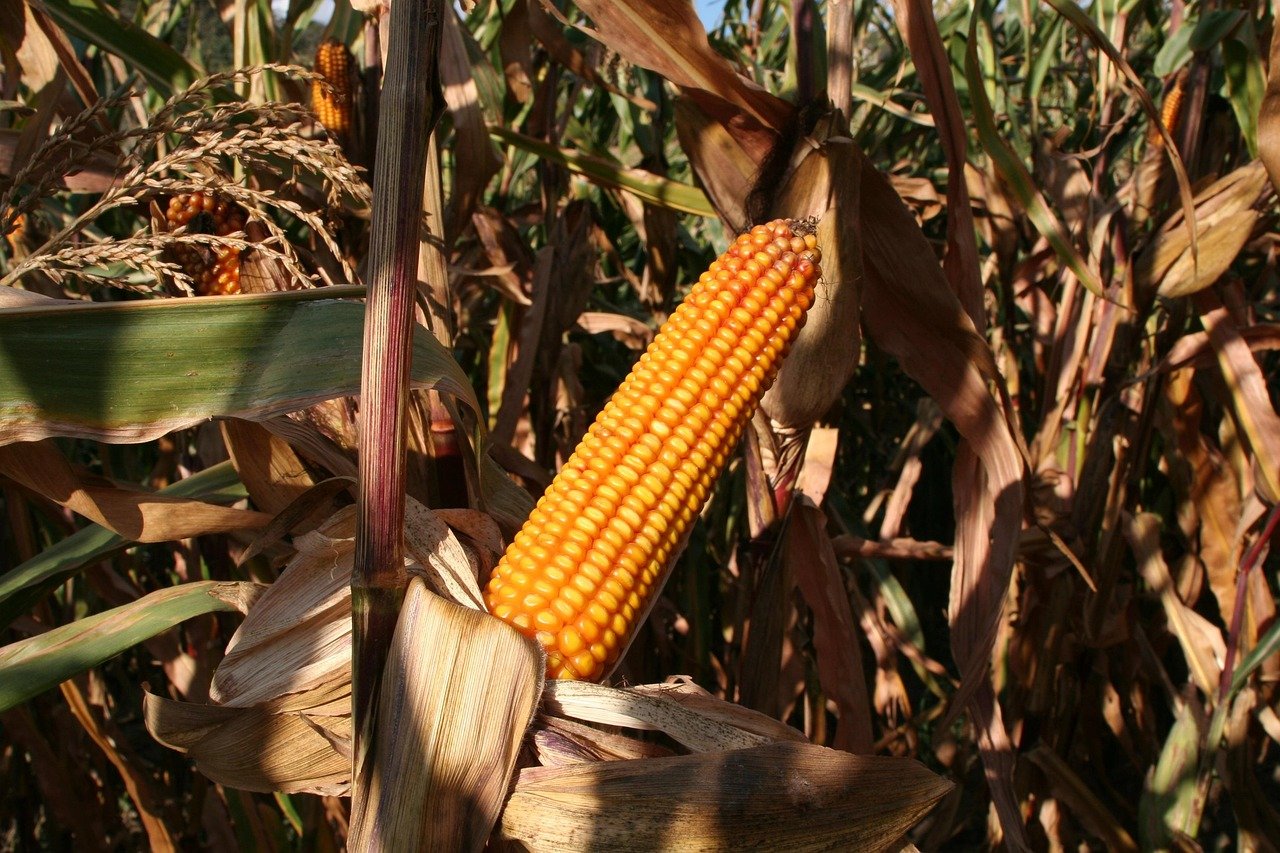 Healthy irrigated cornfield showing lush green crops