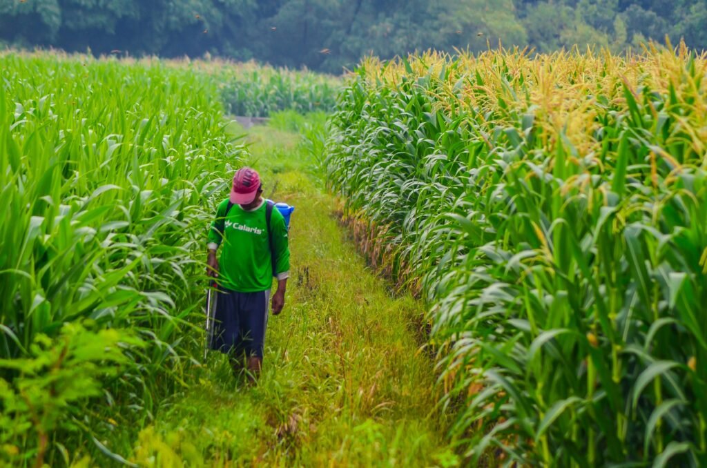 maize farmer