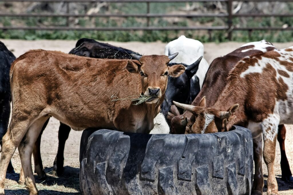 dairy cows